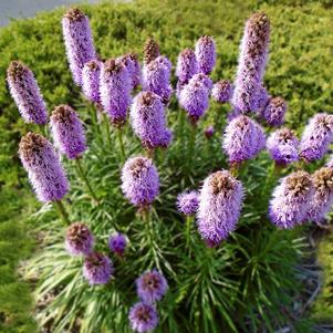 Liatris Kobold