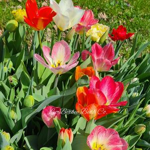 Tulip Fosteriana Mixed