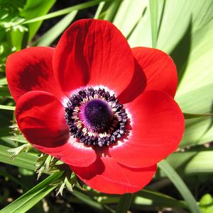 Anemone Carmel Red