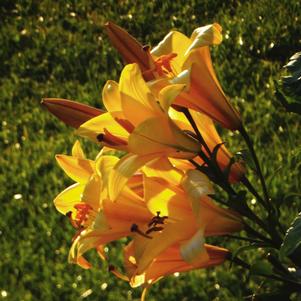 Lilies Oriental Trumpet Yellow Planet
