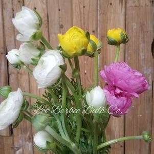 Ranunculus Tecolote Pastel