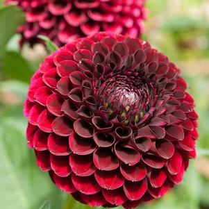 Dahlia Ball Type Jowey Mirella