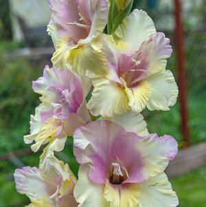 Gladiolus Mon Amour