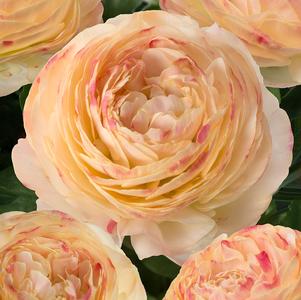 Ranunculus Romance Hydra