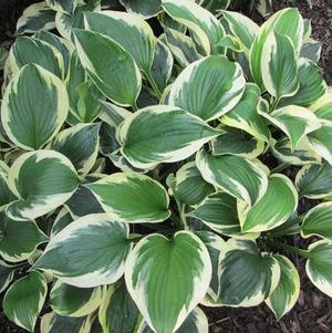 Hosta Patriot