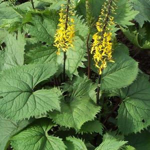 Ligularia The Rocket