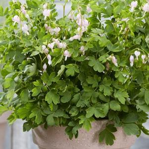 Dicentra Cupid