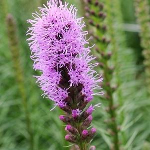 Liatris Spicata