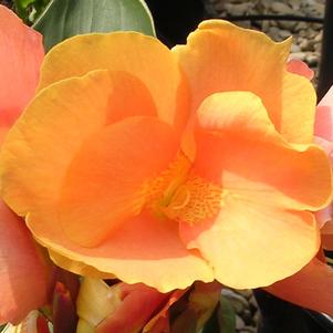 Canna Tropical Sunrise