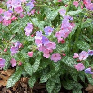 Pulmonaria Saccharata Mrs Moon