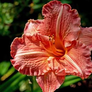 Hemerocallis South Seas