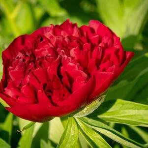 Peony lactiflora Red Magic