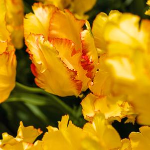 Tulip Parrot Caribbean Parrot