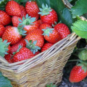 Strawberries Everbearing Seascape