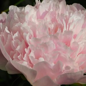 Peony lactiflora Sarah Bernhardt