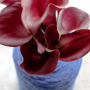 Zantedeschia Santiago/Red Emotion