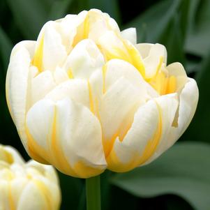 Tulip Double Late Flaming Evita