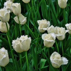 Tulip Fringed Daytona