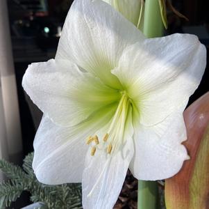 Hippeastrum Southern Hemisphere Denver