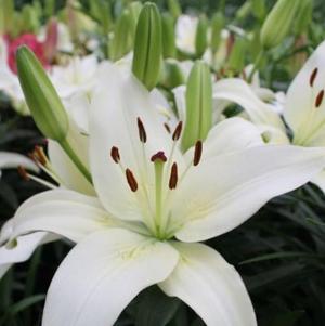 Lilies Asiatic Sparkling Joy