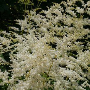 Astilbe Washington (japonica hyb)