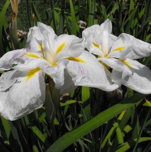 Iris Ensata White Ladies