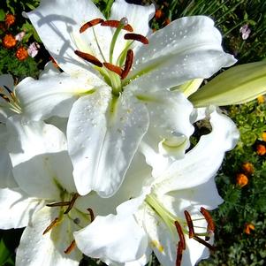 Lilies Oriental Mount Aspiring