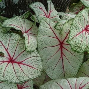 Caladium Fancy Leaf White Queen