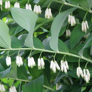 Polygonatum Multiflorum