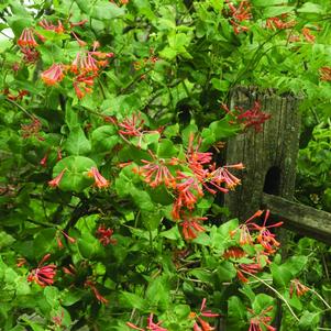 Lonicera Semperviron L. Hirsuta Dropmore Scarlet