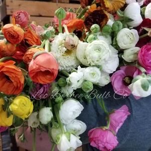 Ranunculus Tecolote Rainbow