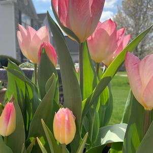 Tulip Triumph Tom Pouce