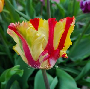 Tulip Parrot Flaming Parrot