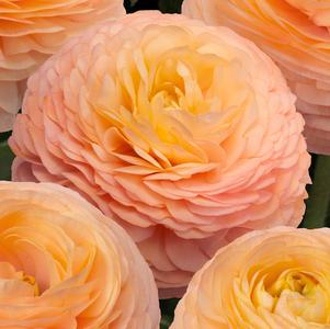 Ranunculus Romance Salerno