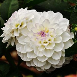 Dahlia Decorative Evelyne