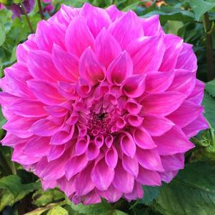 Dahlia Decorative Claudette