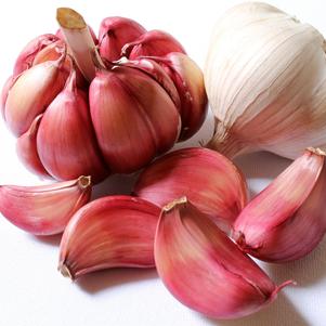 Garlic Hardneck German Red