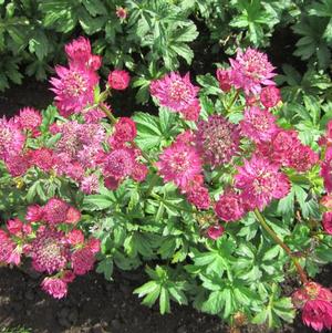 Astrantia Star of Beauty