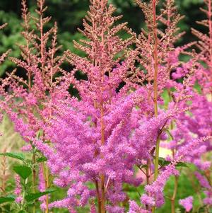 Astilbe Amethyst (arendsii hyb)