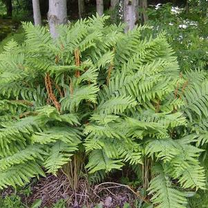 Osmunda Cinnamomea Cinnamon