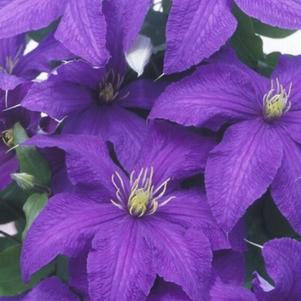 Clematis Rhapsody