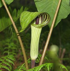 Arisaema Triphyllum 