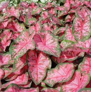 Caladium Fancy Leaf Carolyn Wharton