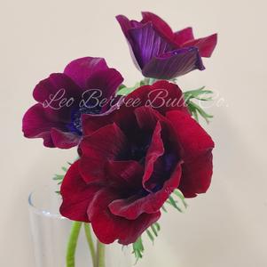 Anemone Meron Bordeaux