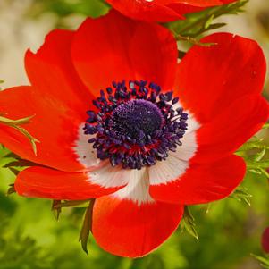 Anemone Jerusalem Red