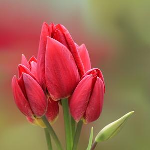 Tulip Bunchflowering Fiery Club