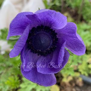 Anemone Carmel Blue