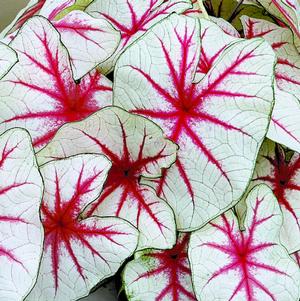 Caladium Fancy Leaf Fiesta (PP26,833)