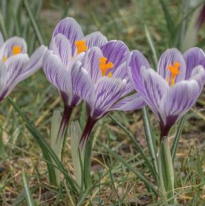 Crocus Vernus Pickwick