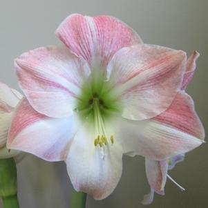 Hippeastrum Southern Hemisphere Cherry Blossom